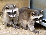 Orphaned racoons