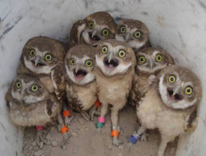 Owl_group