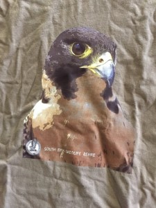 Peregrine - BROWN